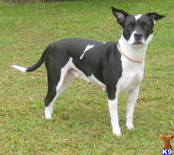 Dogs for Sale in NC